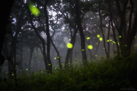 Светлячки в ночном лесу