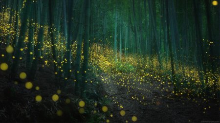 Светлячки в бамбуковом лесу япония