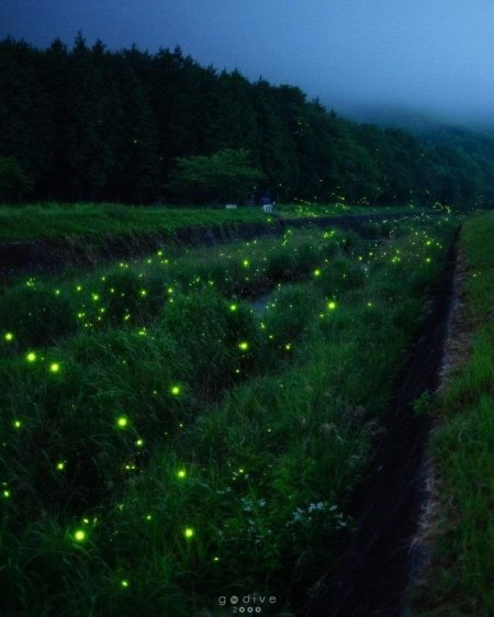 Парк светлячков в малайзии