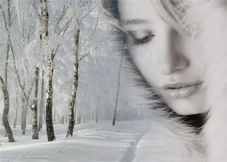 Белая береза принакрылась снегом