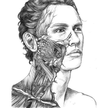 Анатомии человека