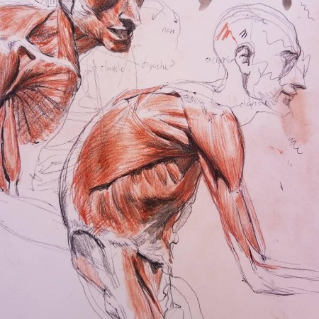 Баммес анатомия спина