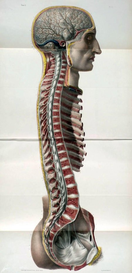 Анатомии человека