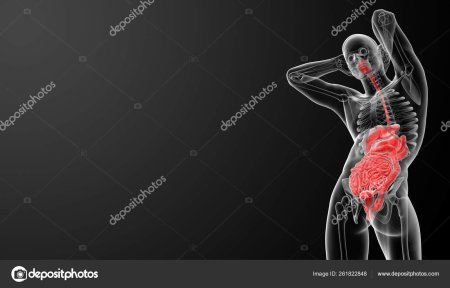 Фон анатомия