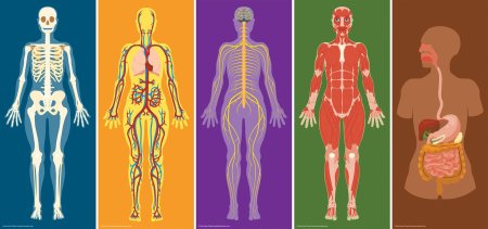 Системы человеческого организма
