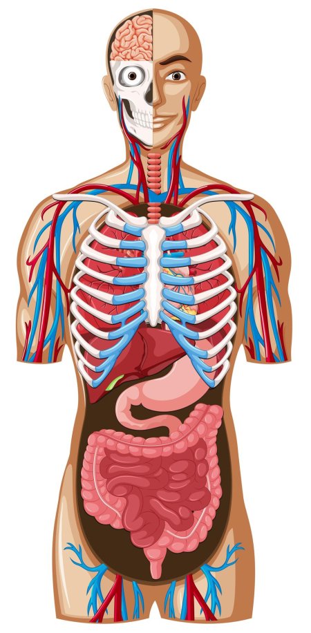 Органов человека