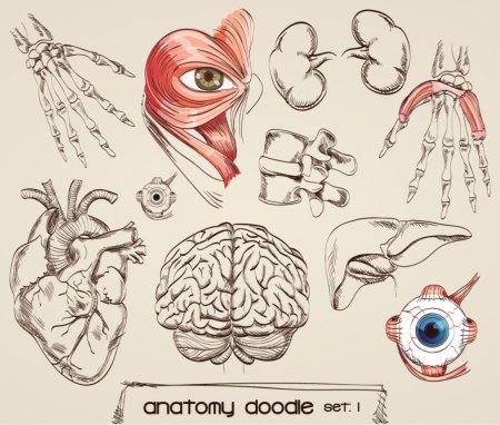 Мультяшная анатомия