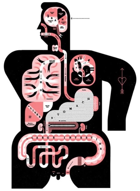 Пищеварительной системы