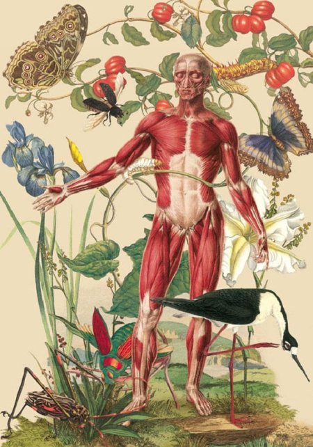 Хуан гатти анатомические коллажи