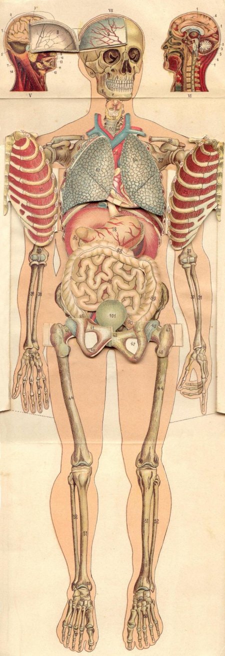 Рисунок анатомии человека