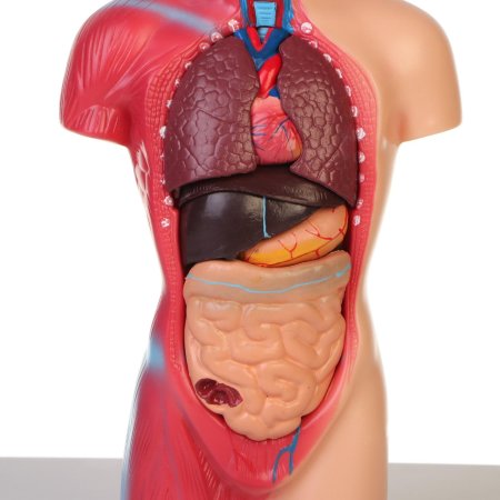 Макет \ торс человека\ см