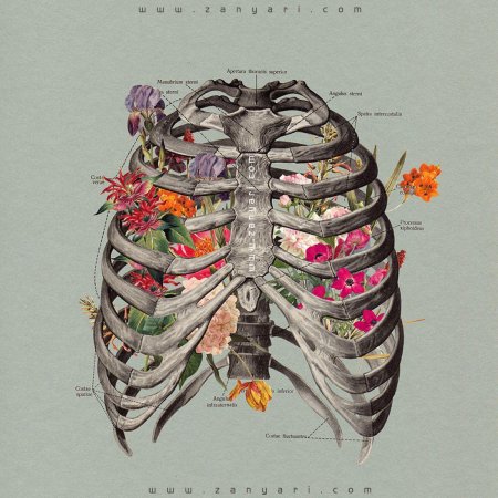 Грудная клетка анатомия