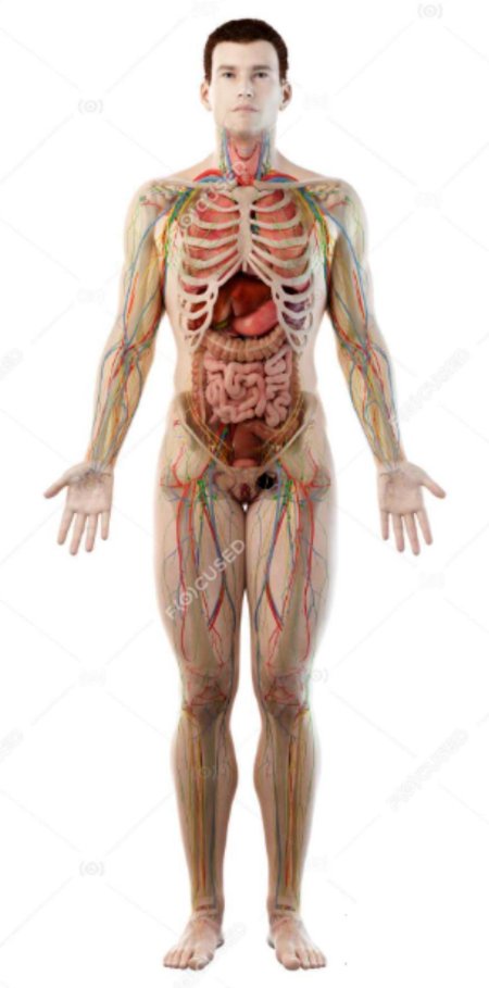 Строение тела мужчины