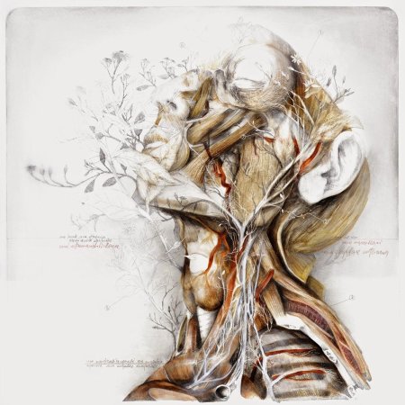 Анатомия старения человека