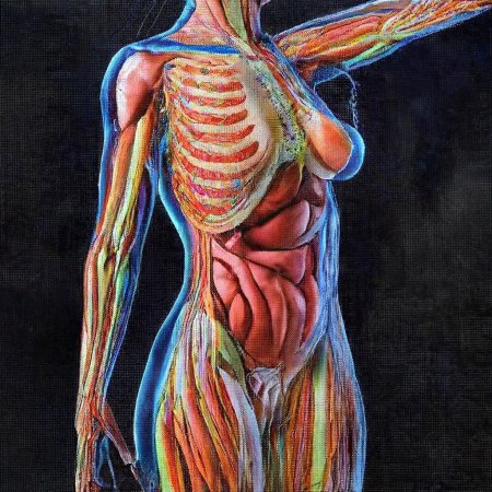 Анатомия женского тела