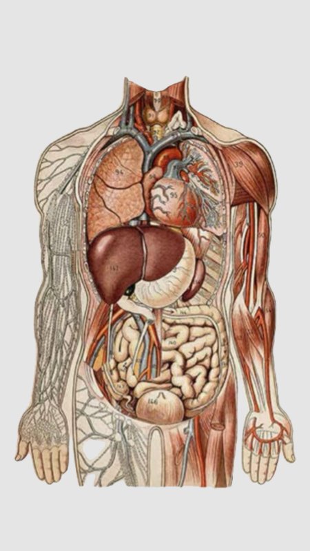Анатомия внутренних органов брюшной полости человека
