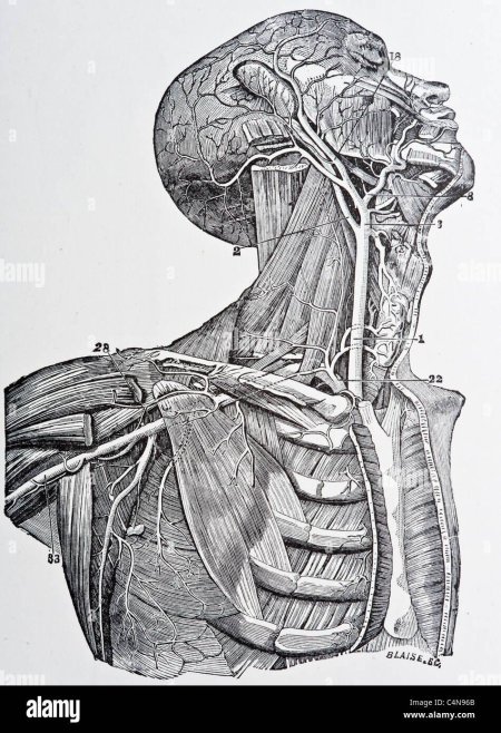 Анатомия шеи для художников