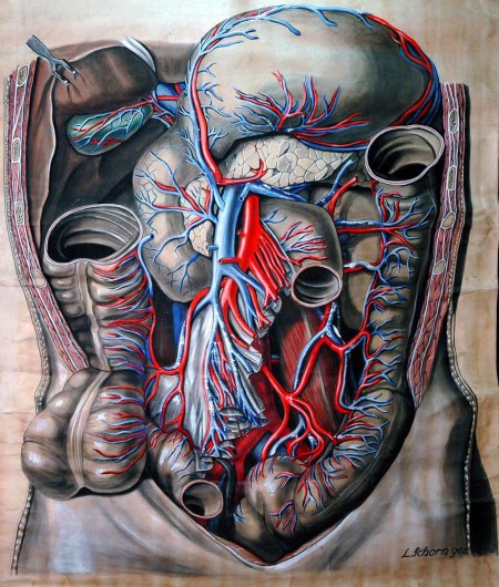 Красивая анатомия