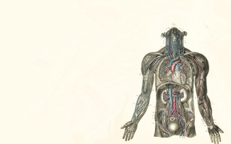 Анатомии человека