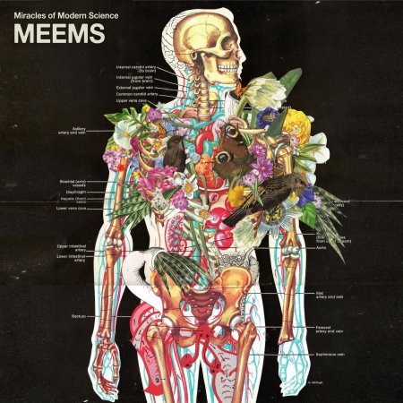 Анатомии человека