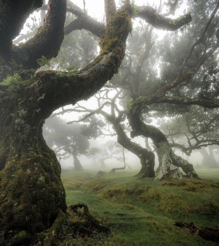 Лавровые леса острова мадейра