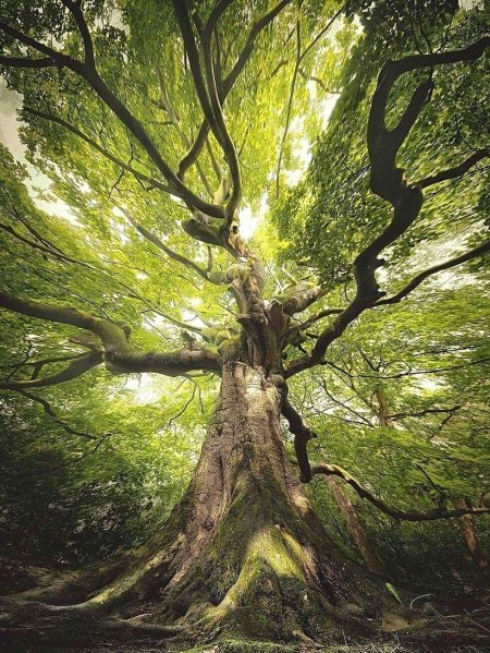 Красивое дерево