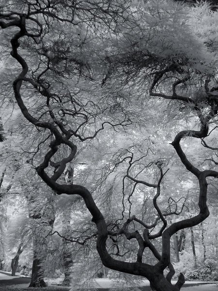 Необычные деревья мира