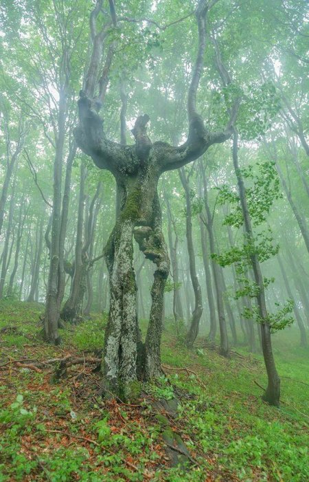 Необычное дерево