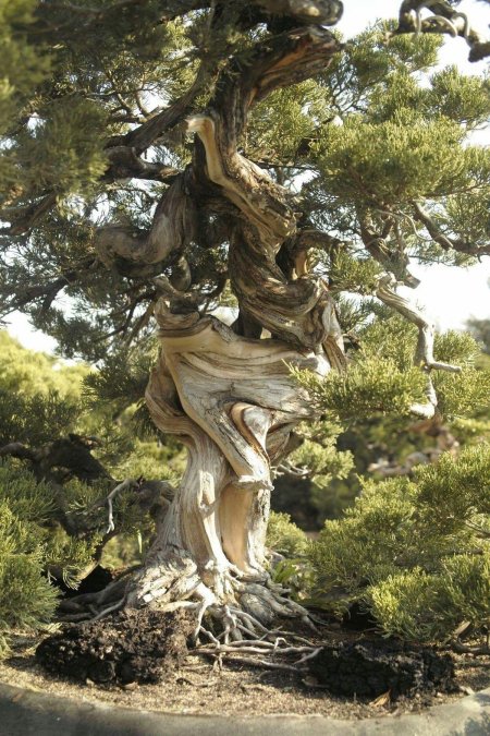 Скрученное дерево живет своей