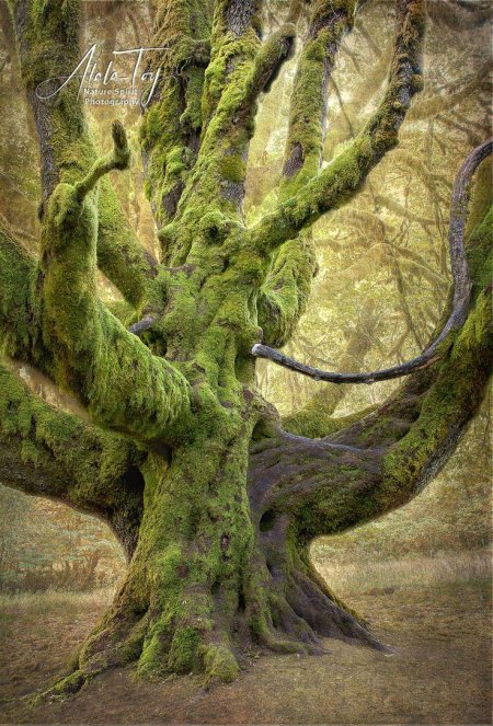 Старое дерево