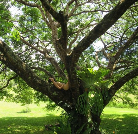 Дерево в парке