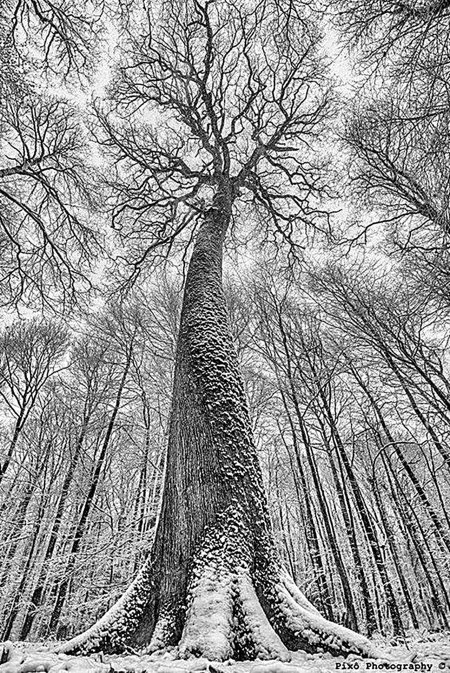 Древние деревья