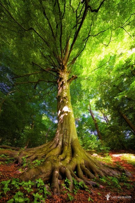 Красивое дерево