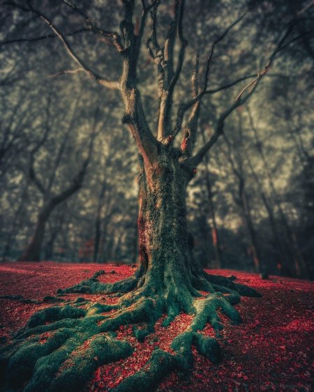 Красивое дерево