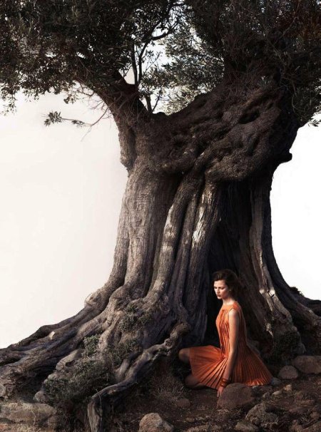 Дерево природа