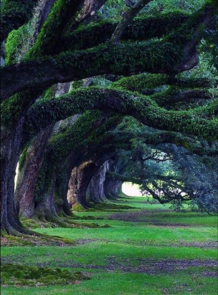 Луизиана природа дубы