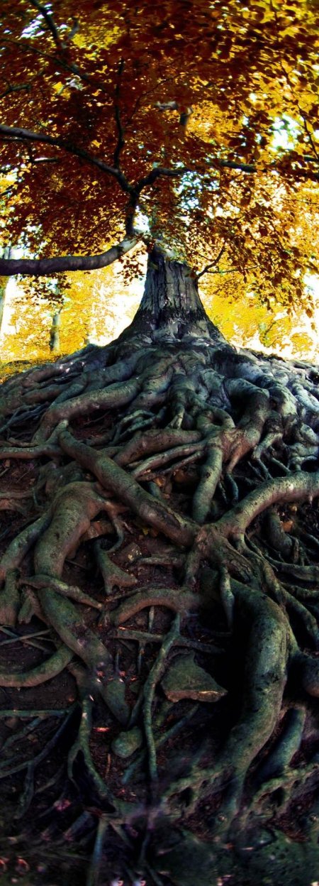 Дерево с корнями