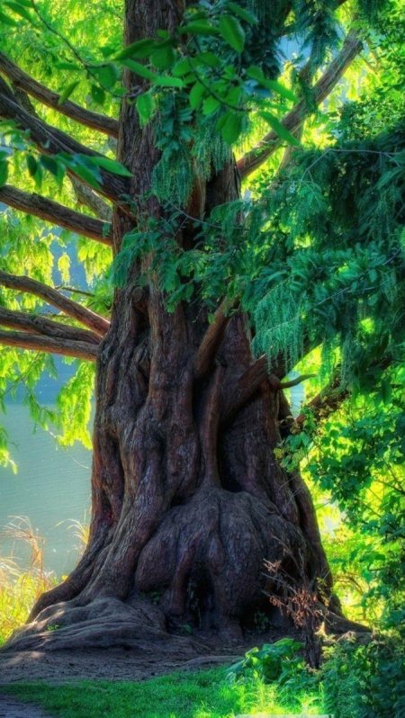 Дуб красивый