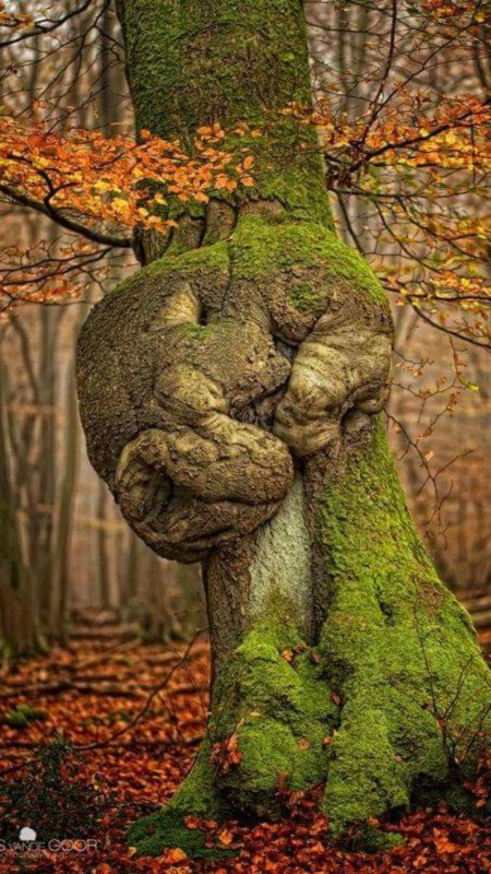 Деревья причудливой формы