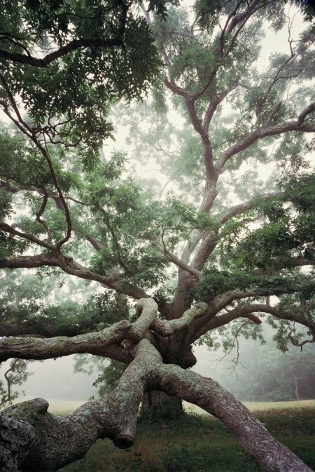 Ангельский дуб южная каролина