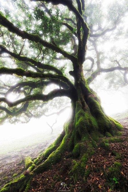 Дерево красивое