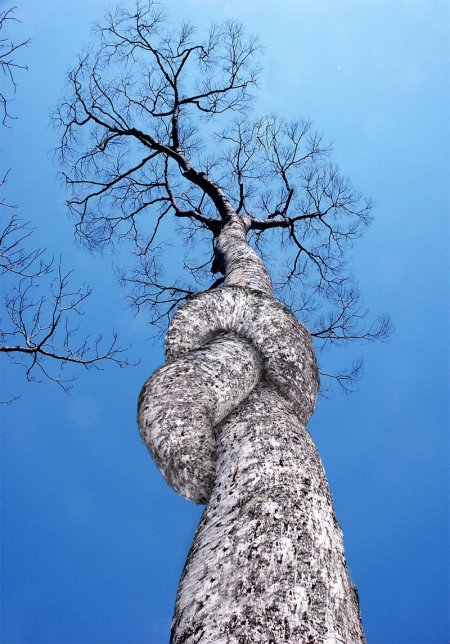 Необычное дерево