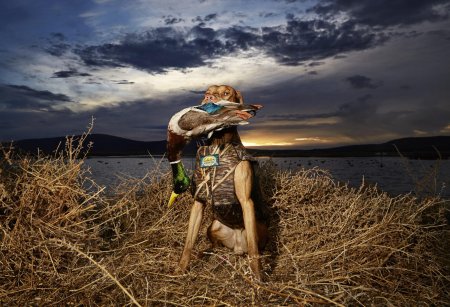 Собака охотничья