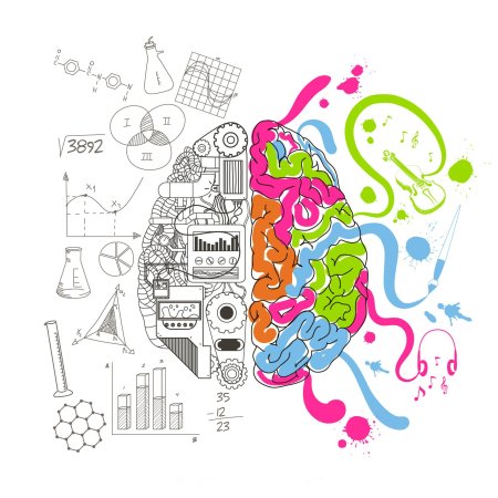 Левое и правое полушарие мозга