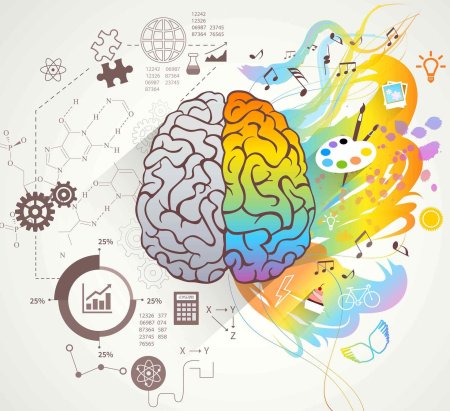 Правое полушарие мозга