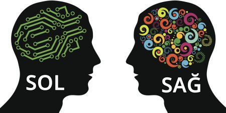 Мозг мужчины и женщины