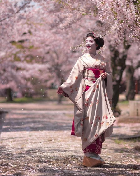 Япония сакура гейша