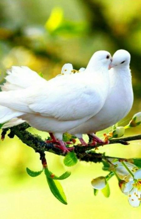 Пара голубей