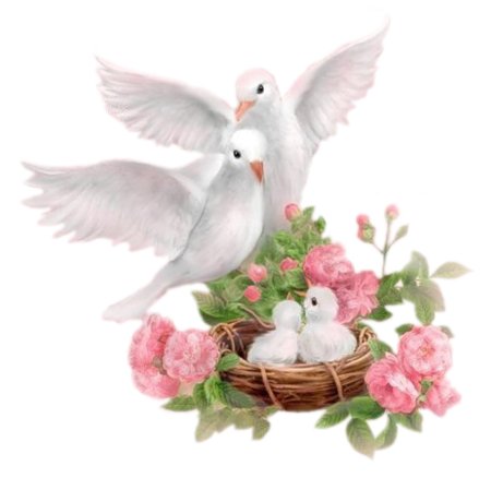 Голубь в гнезде