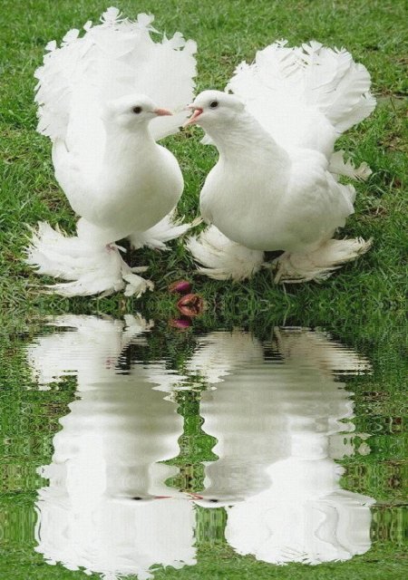 Голуби свадебные